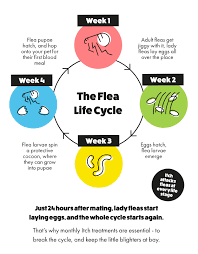 flea-life-cycle.