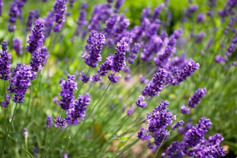 Lavender image plant