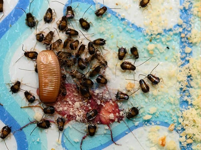 baby roaches in home