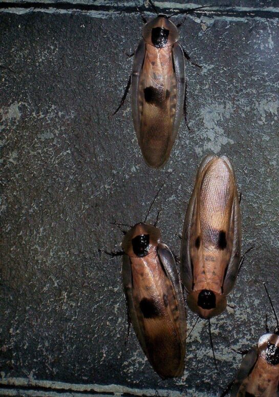 roaches image