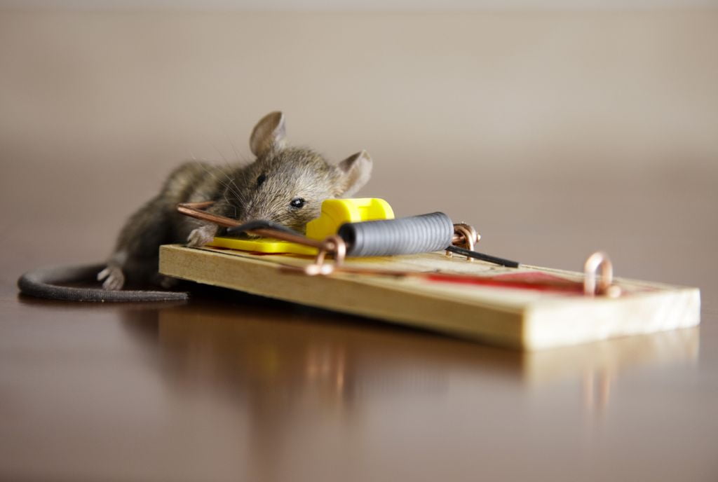 rodent mouse picture