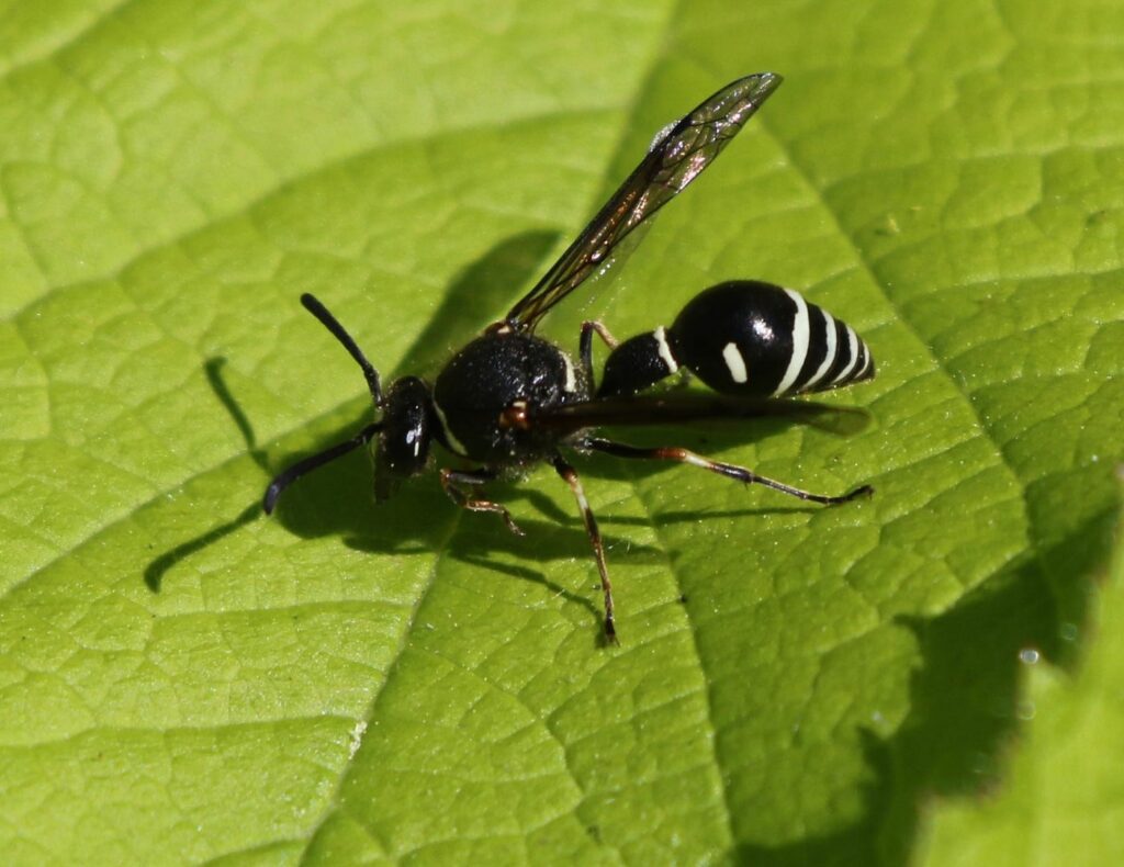 black wasp image