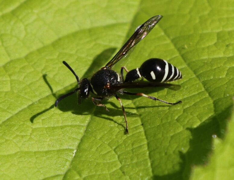 black wasp image