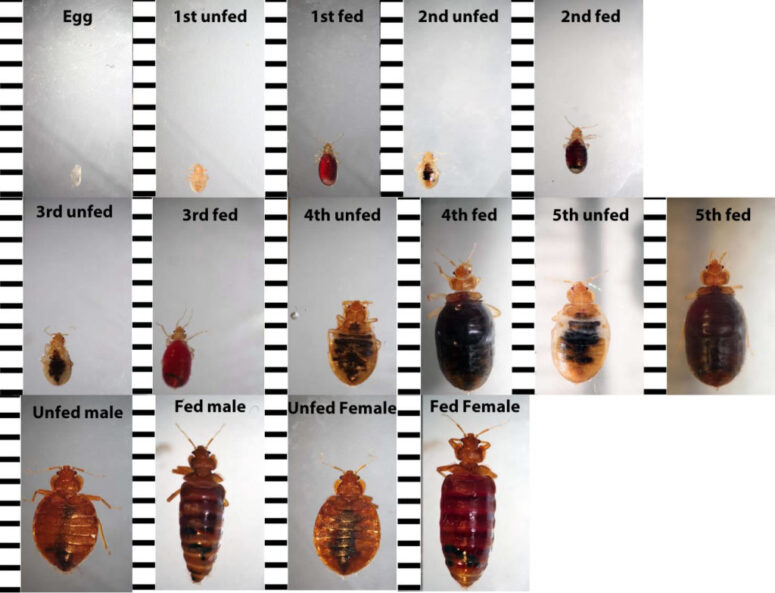 Biology-and-Identification-Feeding-Cycle image