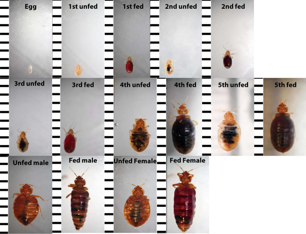 Biology-and-Identification-Feeding-Cycle image