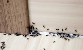 ant image 