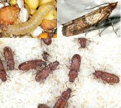 Pesky Pests in the Pantry