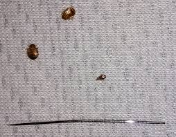 bed bug image jpeg
