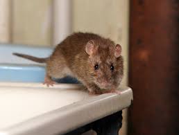 image mouse rat