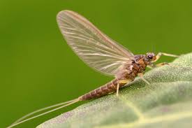 Mayflies: Lifespan, Habits & How to Get Rid of Them