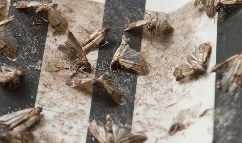 pantry moth image