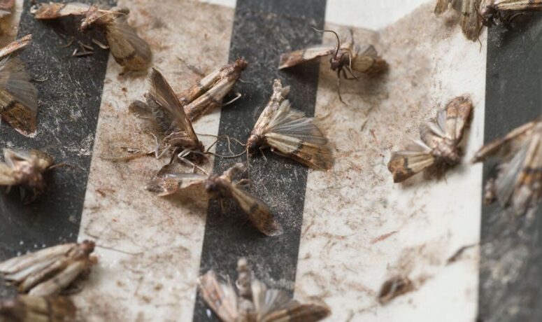 pantry moth image 