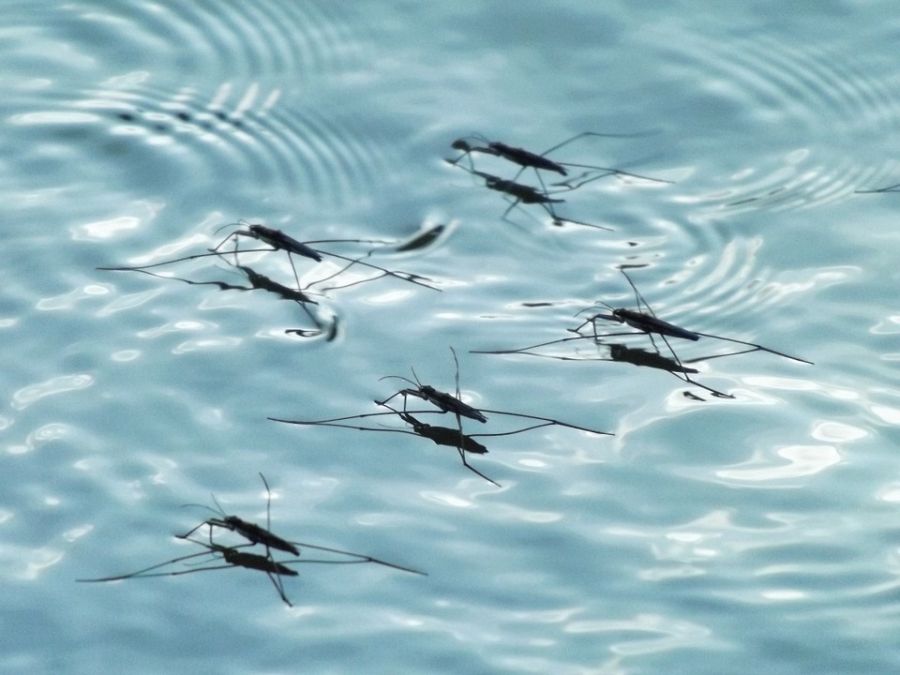 mosquito in pool water