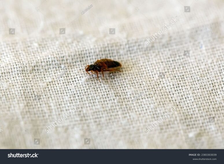 -bed-bug-cimex-lectularius-on-a-bed-sheet-2383303039.jpg