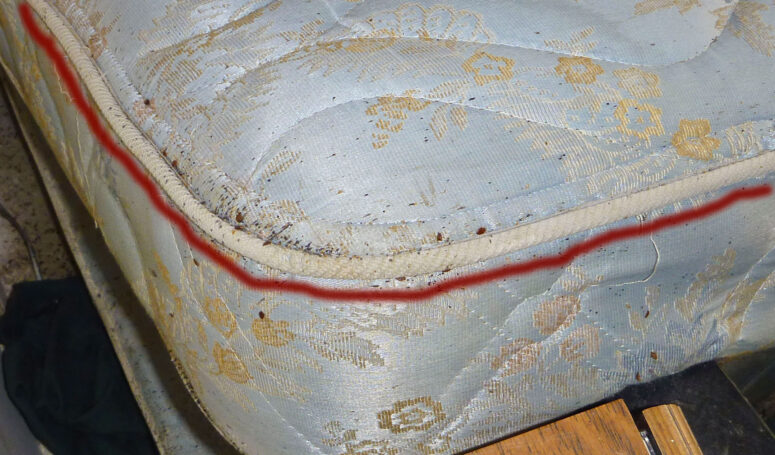 bed bugs nest on mattress