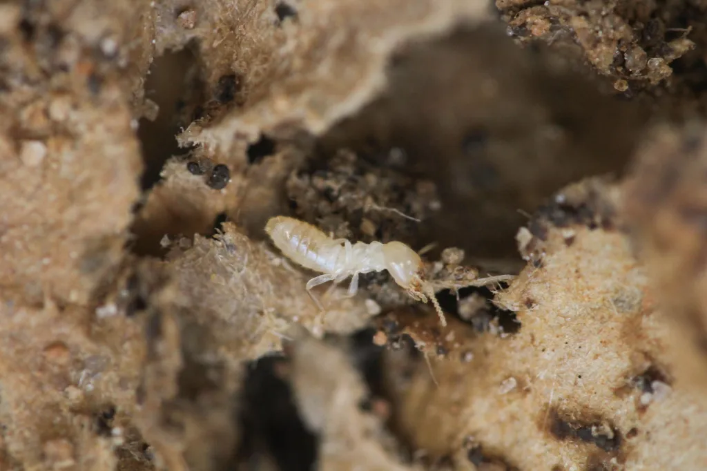 -termites on construction site