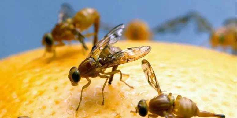 fruit flee image